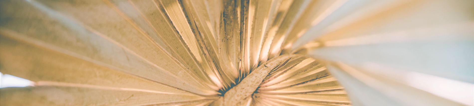 detail van de mooie symmetrie van een gedroogd palmblad