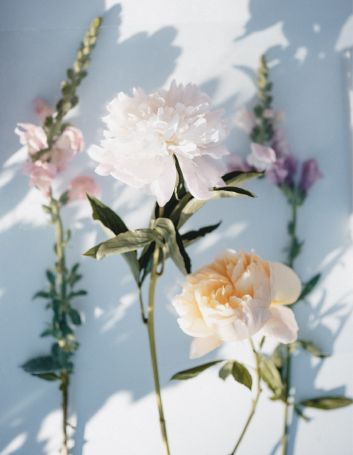 plant met gedroogde witte ronde blaadjes met zachte lichtinval