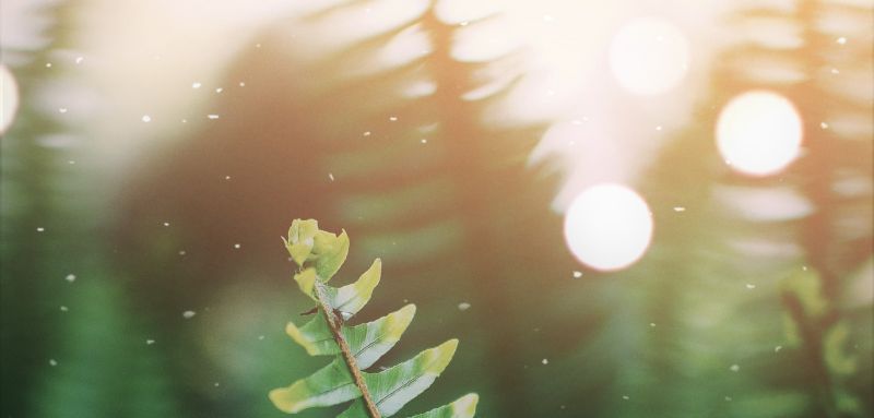 detail van zachte mooie lichtinval die op varens valt